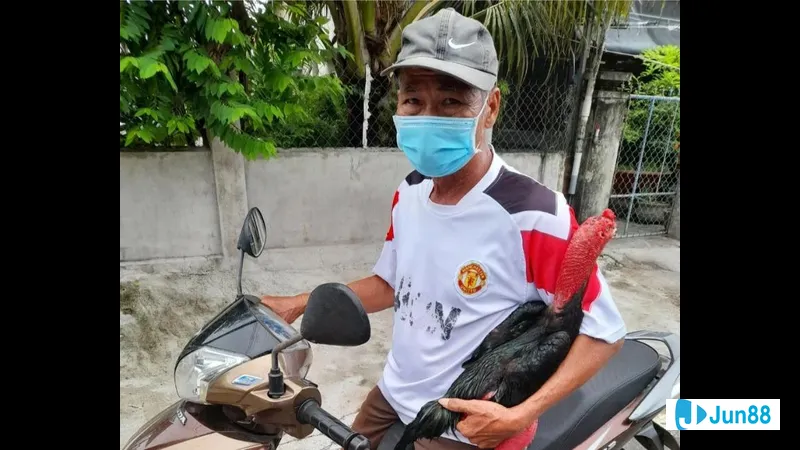 Gà đứng cảm phục trong sự tự tin Gà đứng cảm phục trong sự tự tin