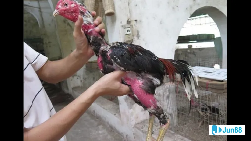 Phần đuôi gà không nắm Phần đuôi gà không nắm