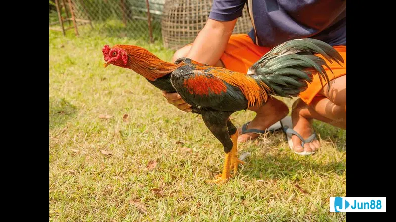 Con gà đang đi thật nhanh theo hướng Con gà đang đi thật nhanh theo hướng