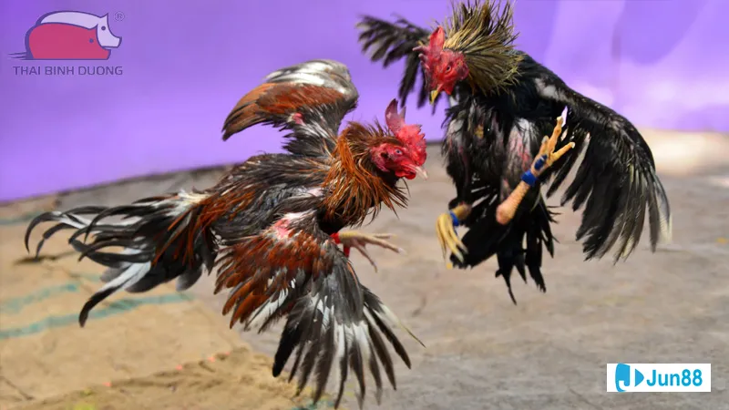 Gà đá trên sân đấu