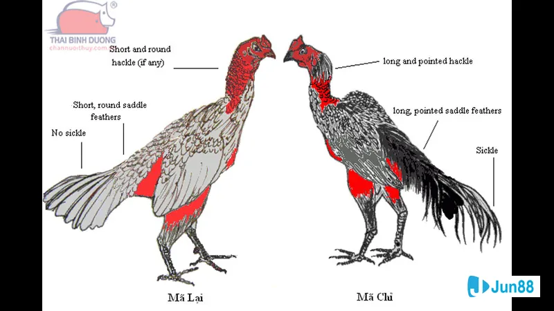 Chế độ dinh dưỡng Chế độ dinh dưỡng