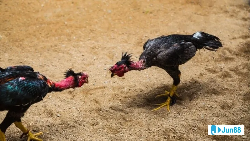 Minh họa cho Di truyền và giống gà Minh họa cho Di truyền và giống gà