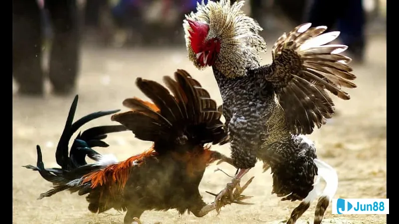 Lối đá gà chọi nổi tiếng Lối đá gà chọi nổi tiếng