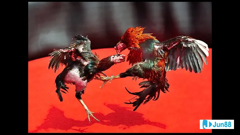 Lối đá gà chọi phổ biến Lối đá gà chọi phổ biến