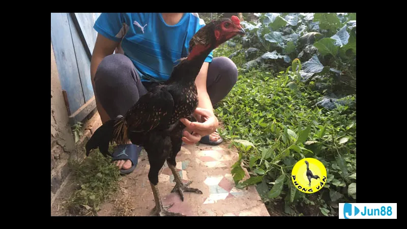 cách cải thiện lối đá gà chọi Cách cải thiện lối đá gà chọi