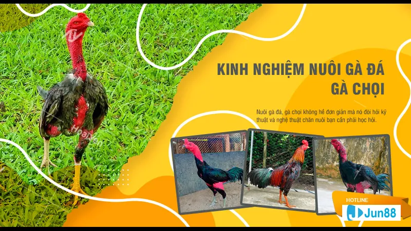 Khu vực nuôi gà sạch sẽ