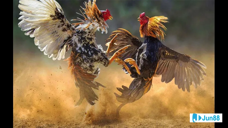 Dinh dưỡng hợp lý