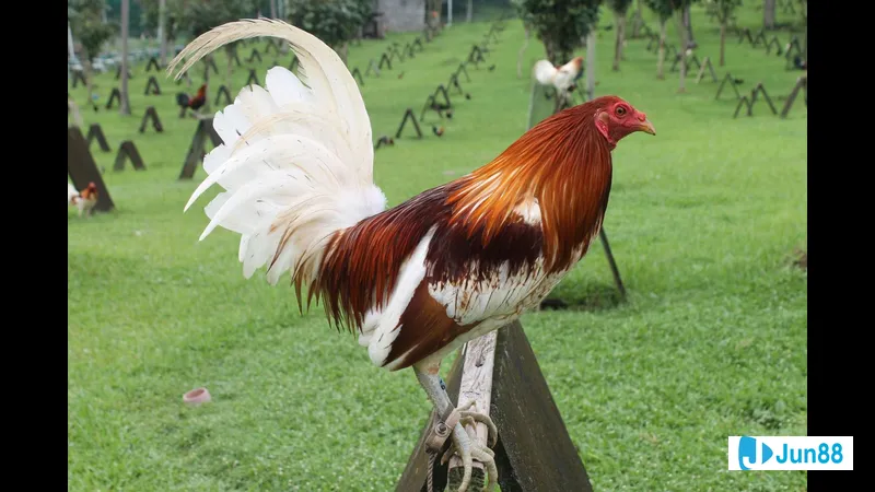 Gà đá tập luyện khoa học