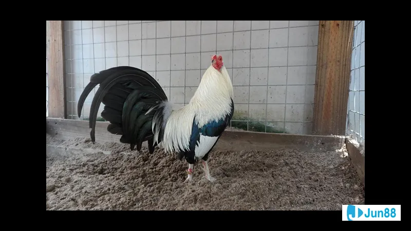 Gà đá Mỹ cựa sắt