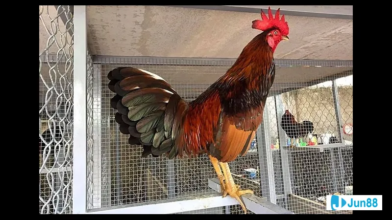 Gà đá Mỹ cựa sắt trong quá trình